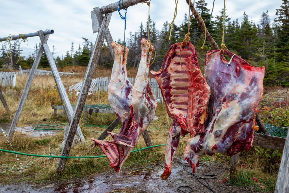 Wild game meats hanging outdoors in the background is a pine forest and the meat hangs from a wooden scafolding