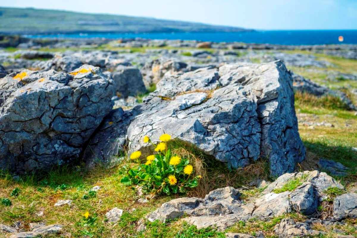 Dandelions blooming on the edge of the Burren in County Clare