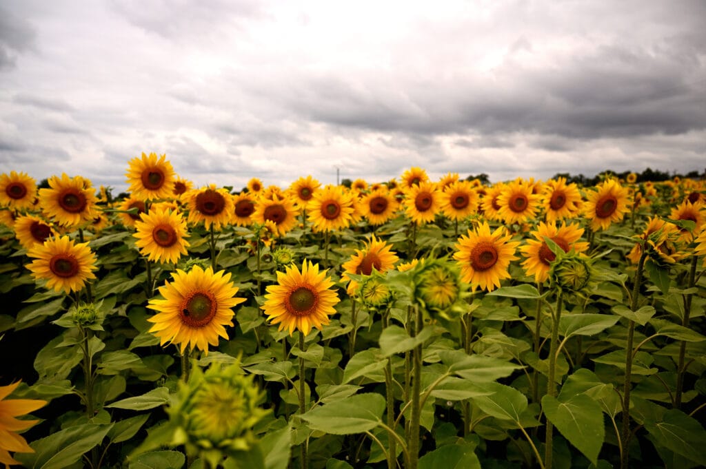 Cultivated field of sunflowers in the south of france