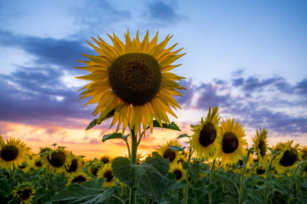 Field of blooming sunflowers in Loire Valley, France, Europe