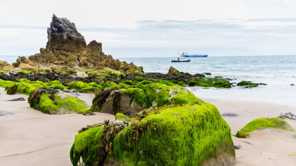 Barafundle bay on the Pembrokeshire coastline in Wales, UK