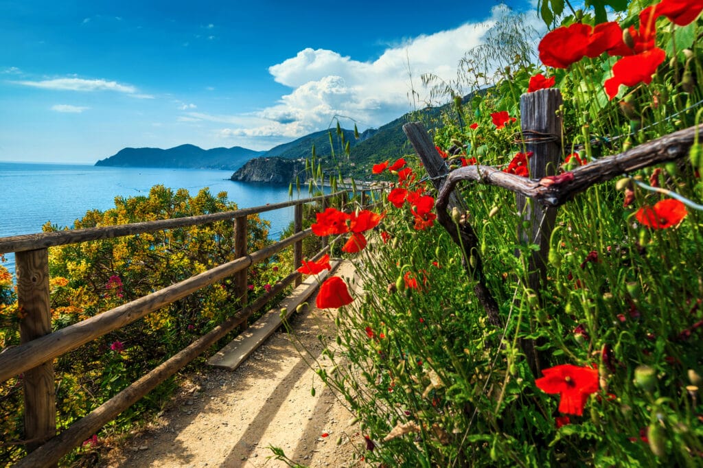 Spectacular hiking trails with flowers and red poppies in Cinque Terre National Park, near Manarola village, Liguria, Italy, Europe just anther reason to move to Europe