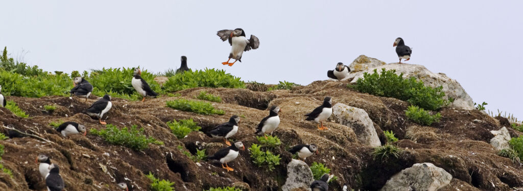 The best places to find Atlantic puffins in Ireland