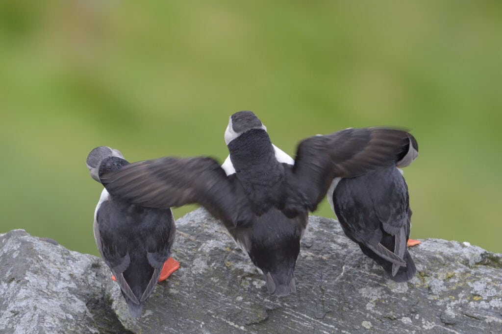 Three Atlantic Puffins standing cliff edge.