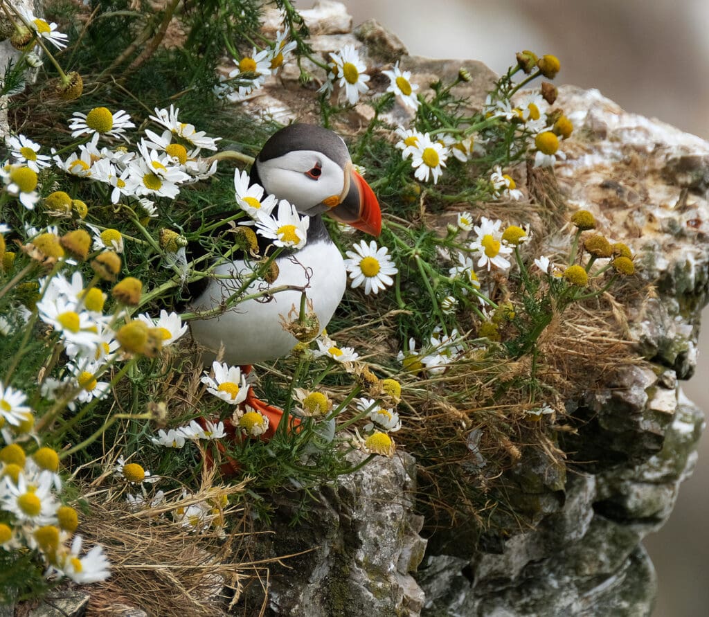 The best places to find Atlantic puffins in Ireland