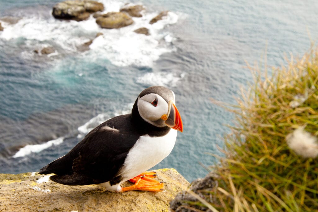 Puffins on the coastline of Iceland. Puffins were a traditional food of Iceland

