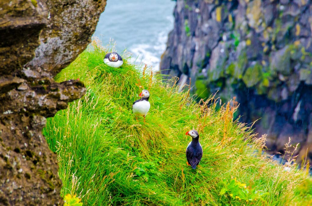 The best places to find Atlantic puffins in Ireland