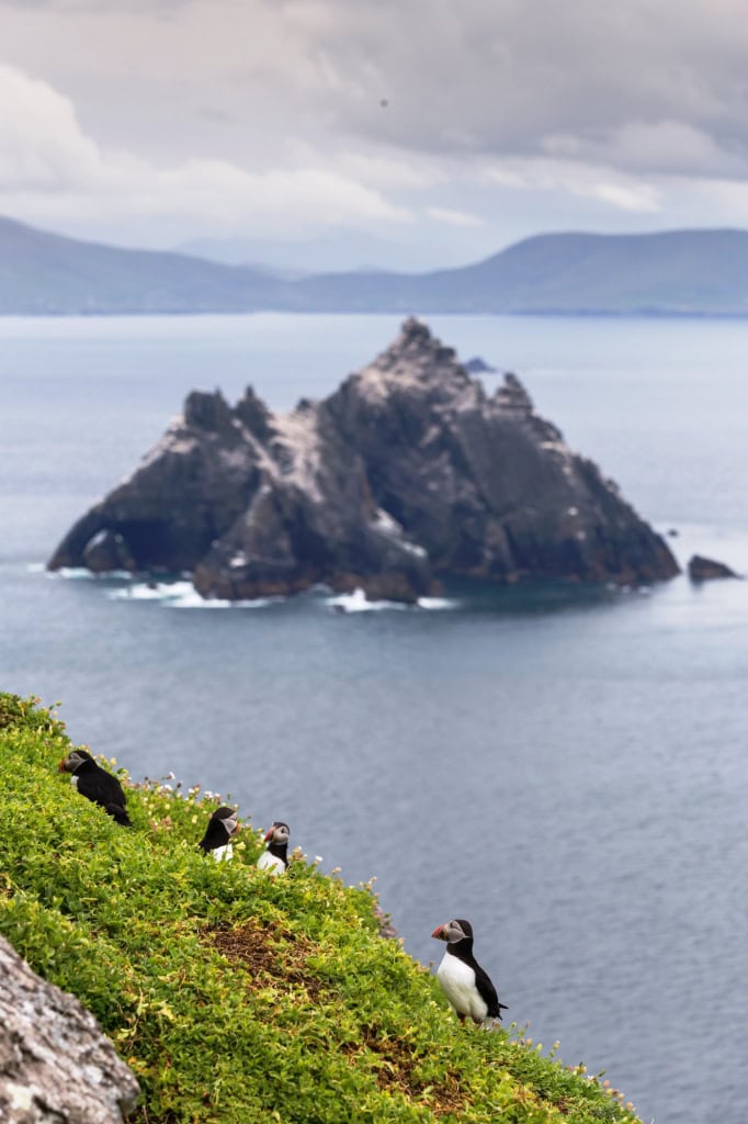 Where to see the puffins in Ireland?
