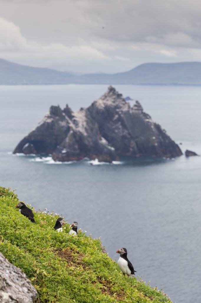 The best places to find Atlantic puffins in Ireland
