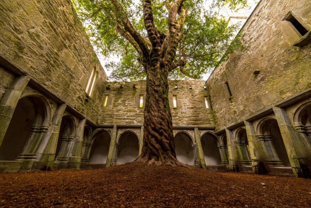 Muckross Abbey ruins with no roof, arched doorways and a tree growing in the middle of the abbey