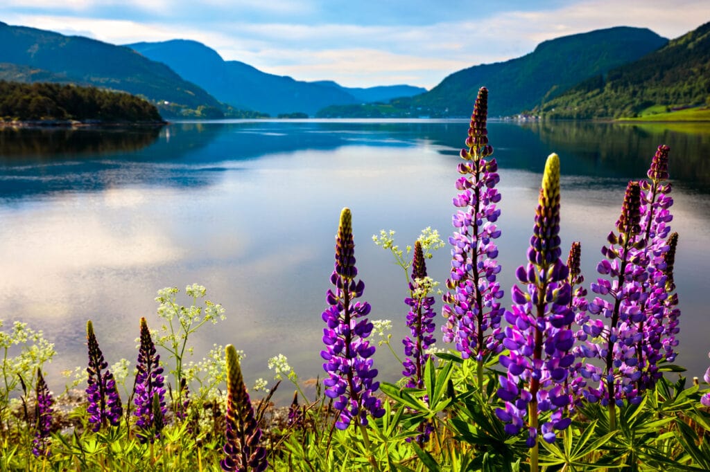 Beautiful Nature Norway natural landscape. Lupins in dark purple framing a view of the stunning fjorids in Norway