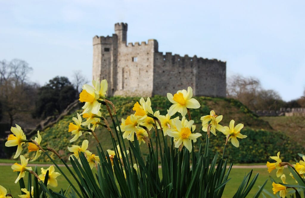 Cardiff Castle, in Wales, behind Daffodils, the Welsh national flower