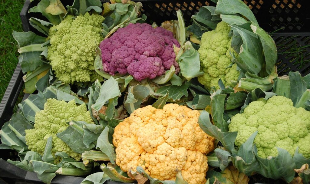 cauliflower, vegetables, multicoloured-59097.jpg