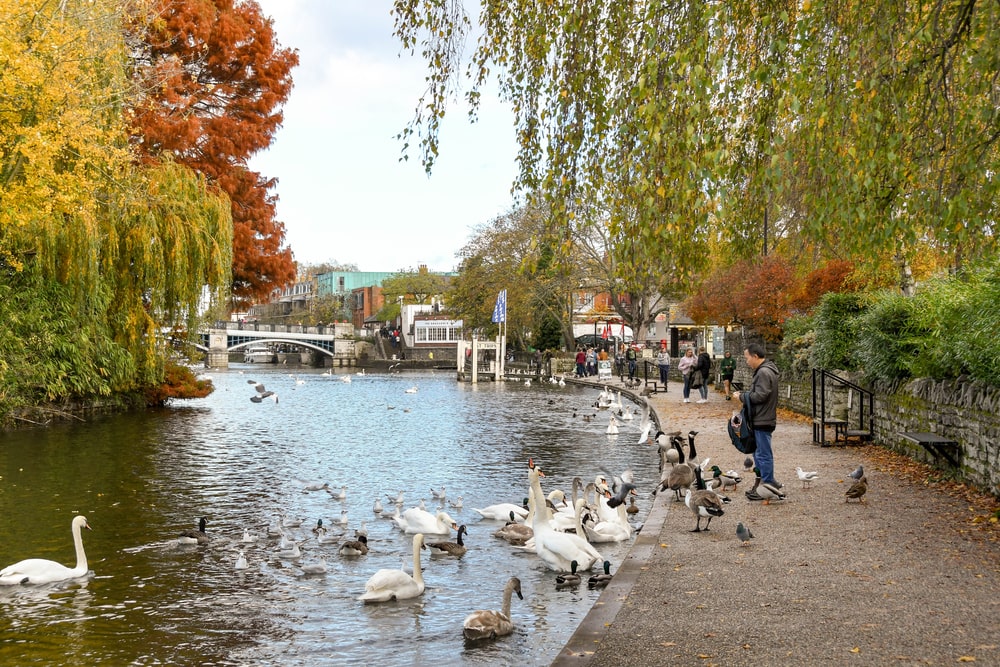 RIVER THAMES, WINDSOR, ENGLAND - NOVEMBER 2018: Scenic view of a person feeding swans and geese on the riverbank of the River Thames near Windsor