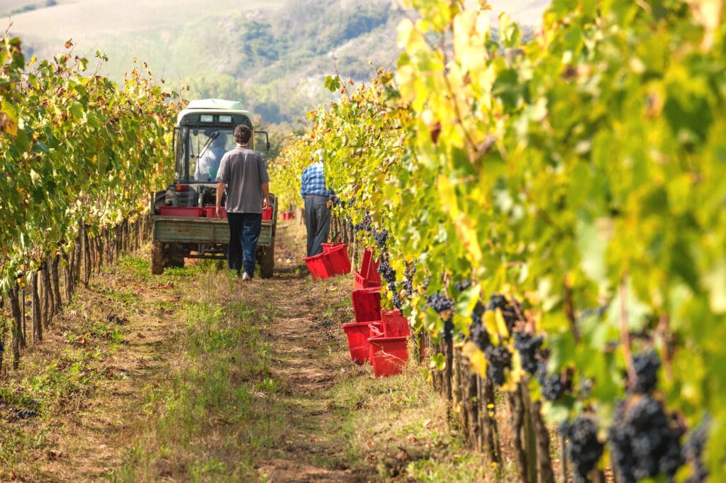 Autumn grape harvest in Tuscany, Italy food tourism