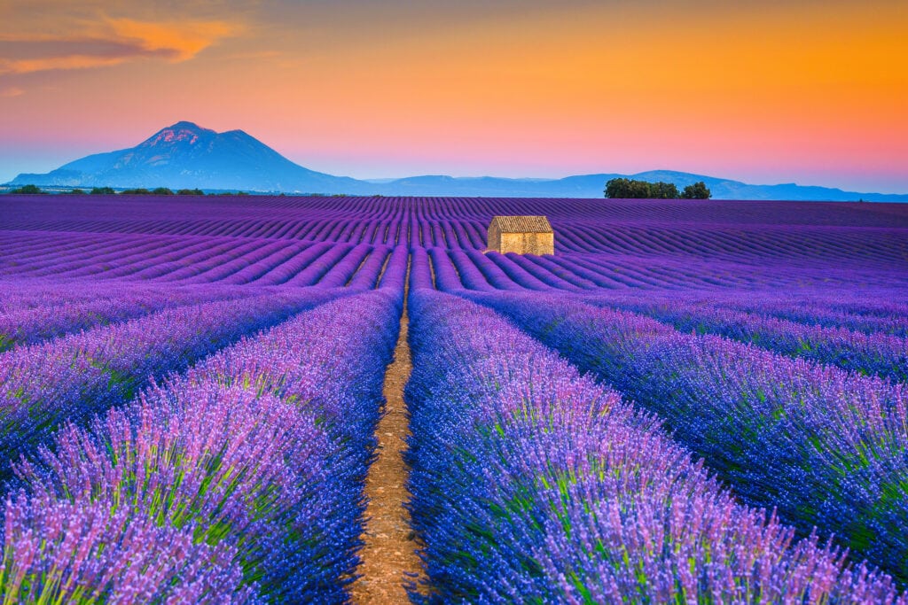 Where to find the sublime lavender fields of France