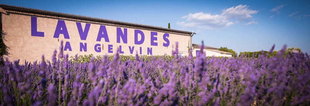 Where to find the sublime lavender fields of France