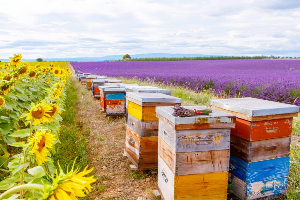 Where to find the sublime lavender fields of France