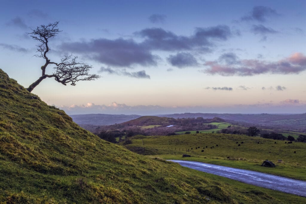 A regularly photographed tree on the Black Mountain in Carmarthenshire, South Wales UK