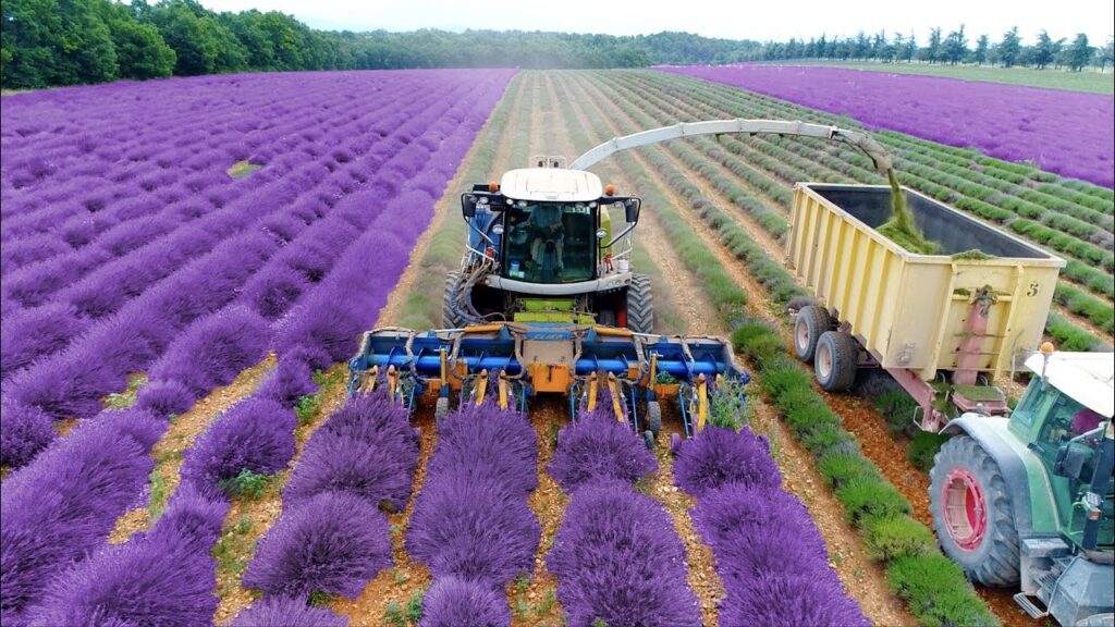 Where to find the sublime lavender fields of France