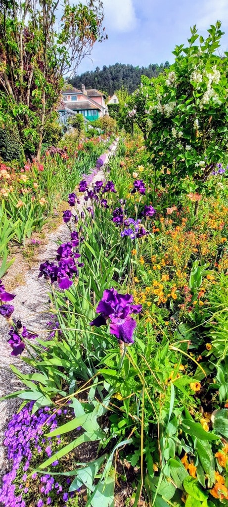 Purple Irises on the path to Monet's house in Giverny the house with its green trim can be seen in the distance