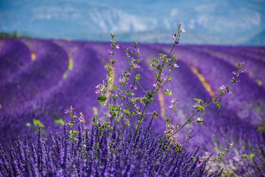 Where to find the sublime lavender fields of France