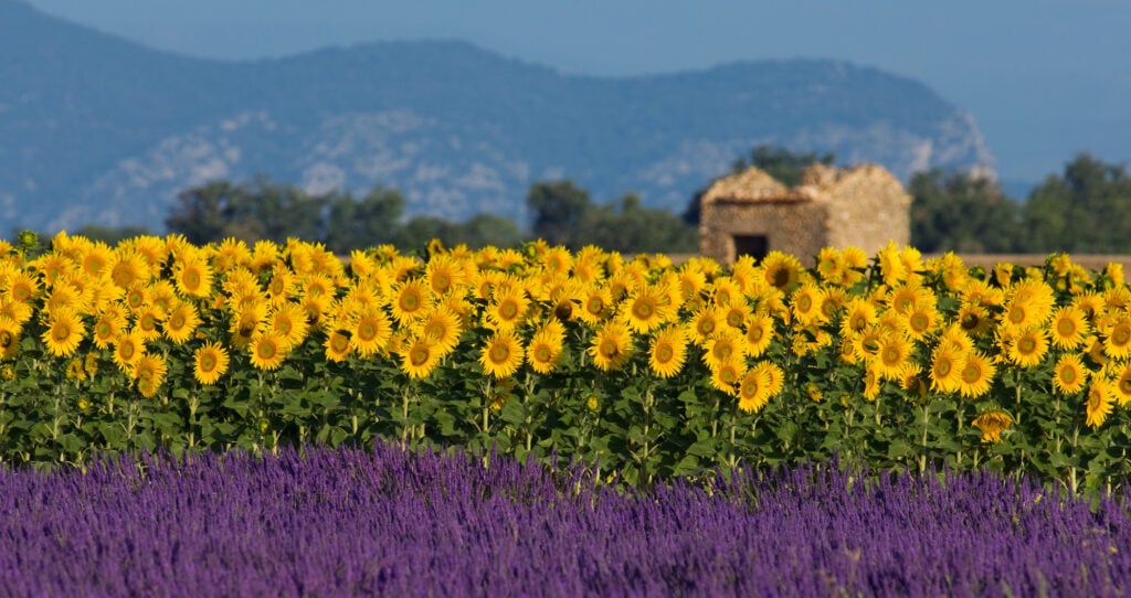 South of France image of lavender and sunflower fields in Provence