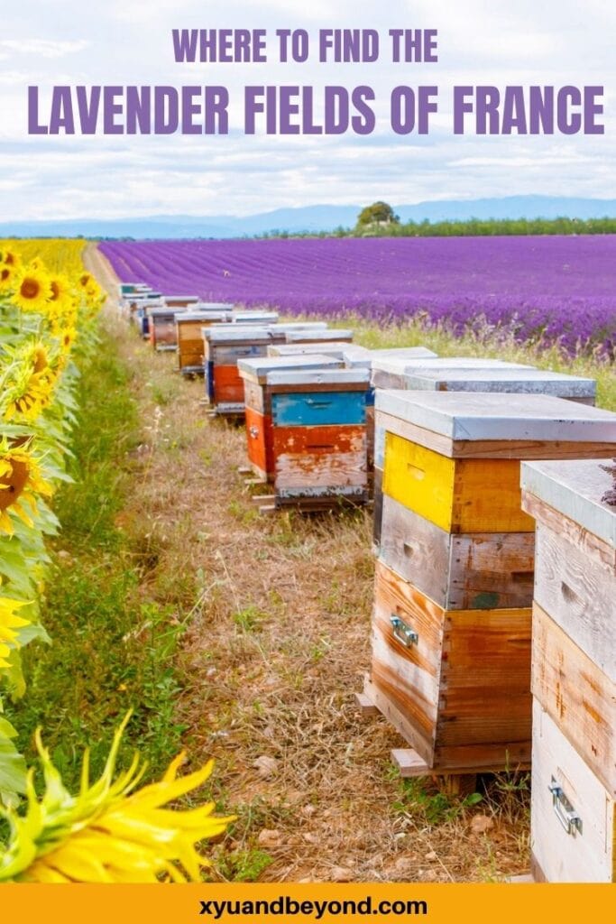 A guide to the best lavender fields in Provence France 2024