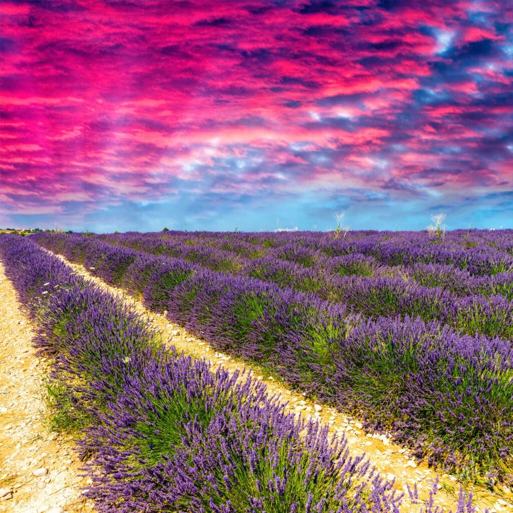 Where to find the sublime lavender fields of France