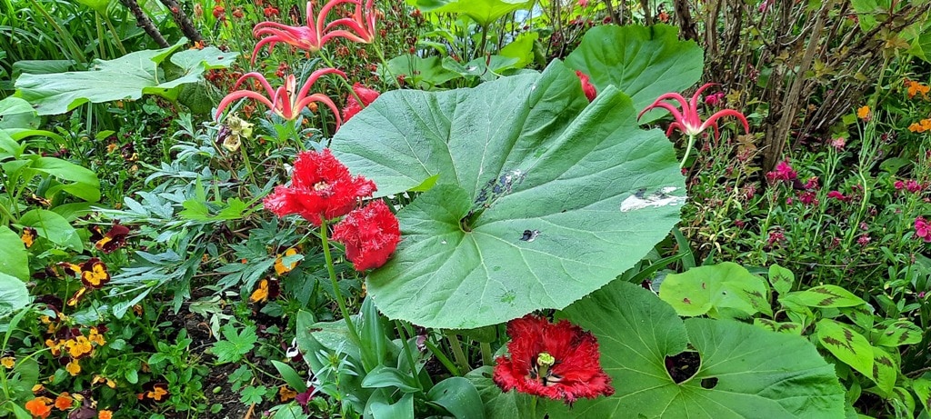 Visiting the Captivating Claude Monet Garden at Giverny Normandy