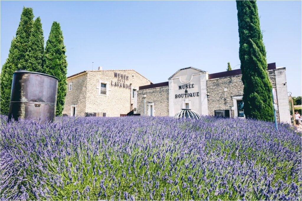 Where to find the sublime lavender fields of France
