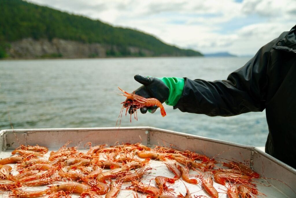 49 of the best traditional Canadian foods