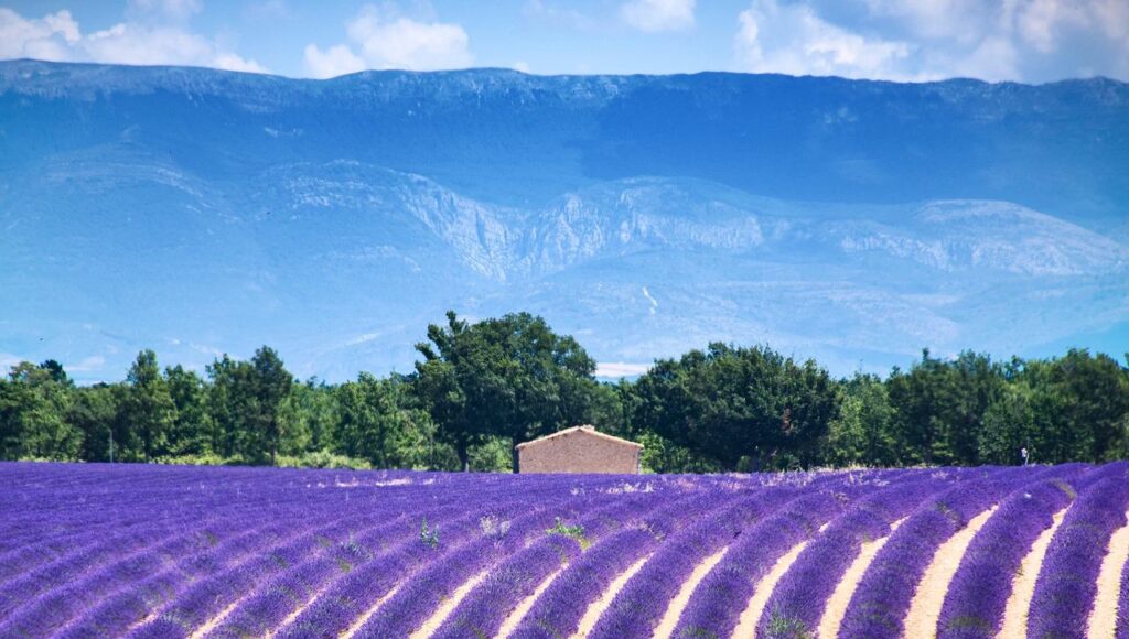 Where to find the sublime lavender fields of France
