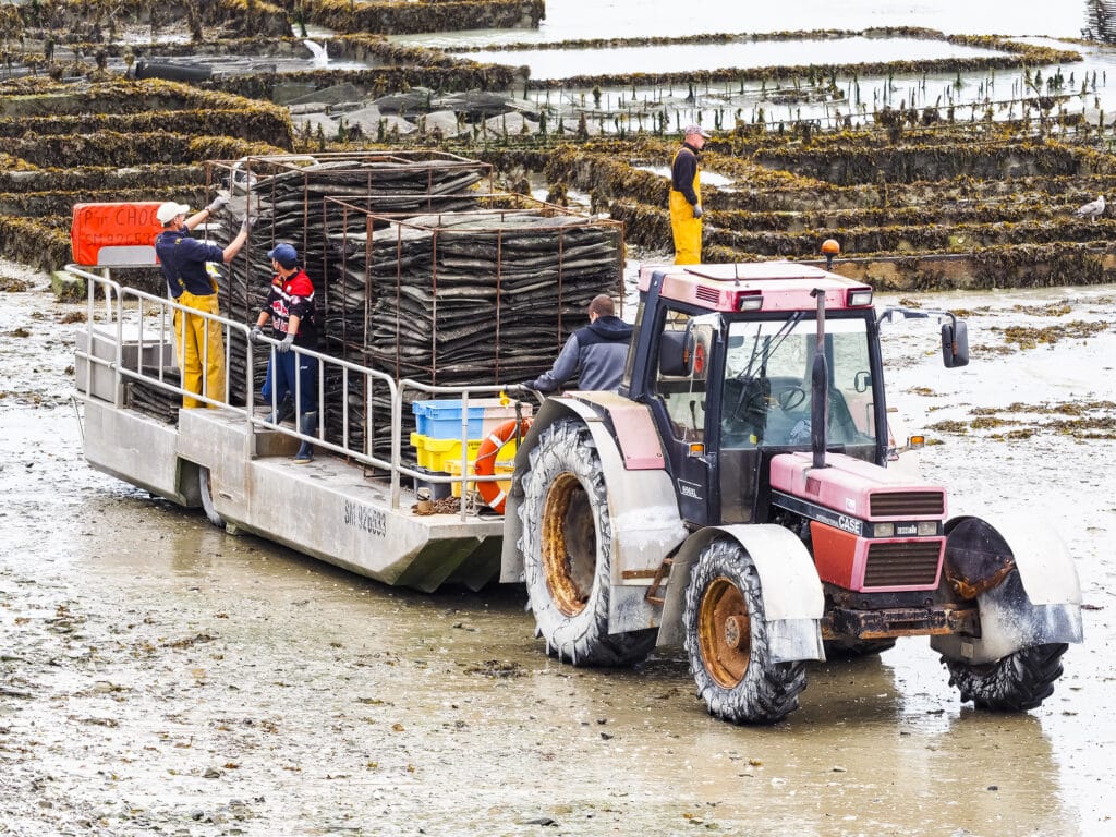 CANCALE, FRANCE - SEPTEMBER Circa, 2018. Local oyster seafood farmers workers harvests with tractor and trailer carrying oysters in metal bags from the beds at low. Healthy diet food concept