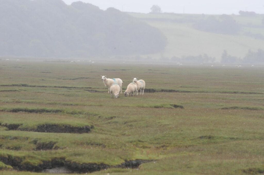 Traditional Welsh food: 25 Most popular Welsh foods