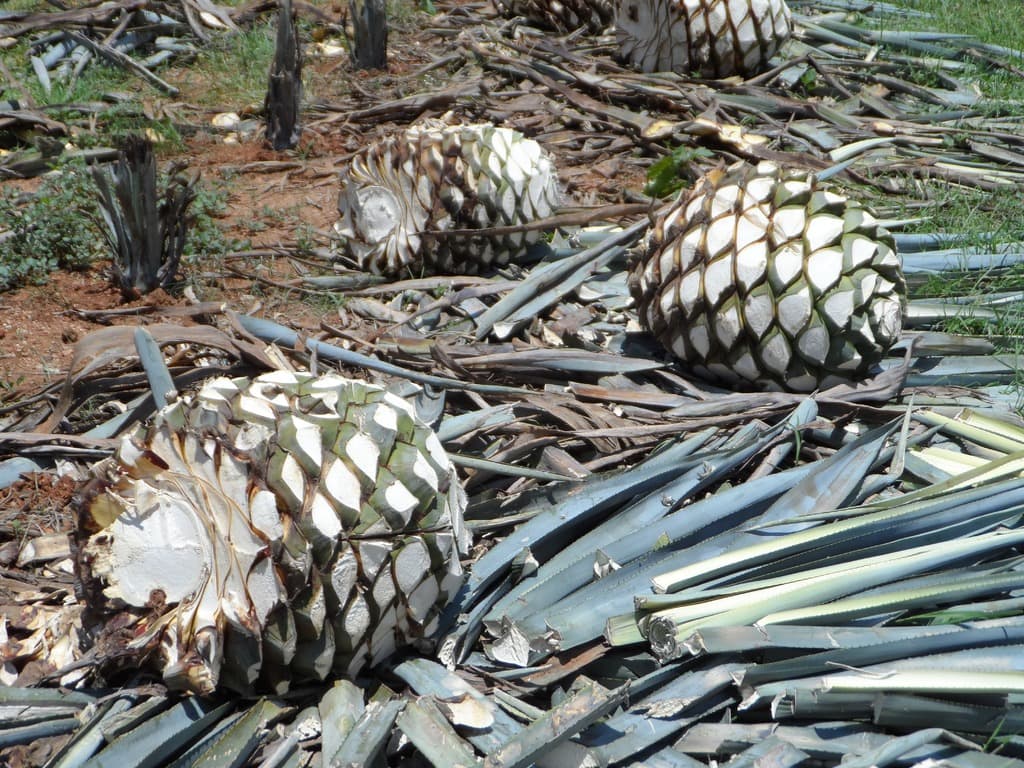 Mexican drinks: all the best Mexican drinks