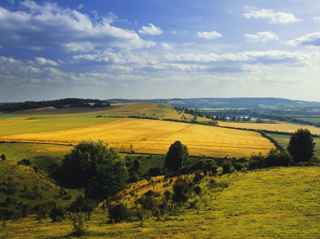 Long view of the Chiltern Hills stretching into the distance are yellow fields of grain dotted with hedgerows and trees.