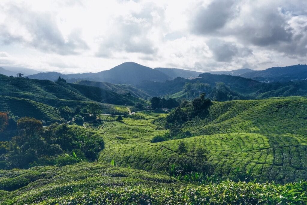 Tea cultures of the world