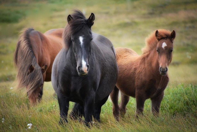 Wildlife in Iceland and sustainable tourism