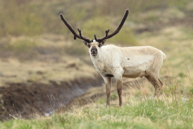 Wildlife in Iceland and sustainable tourism