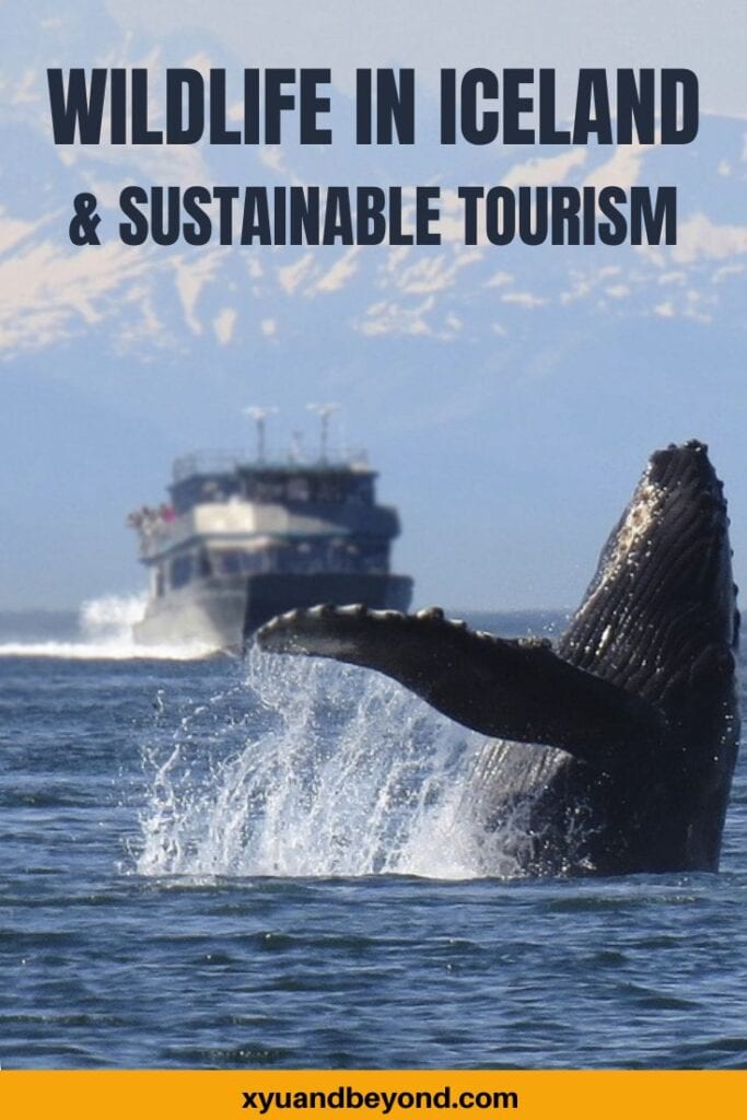 Wildlife in Iceland and sustainable tourism