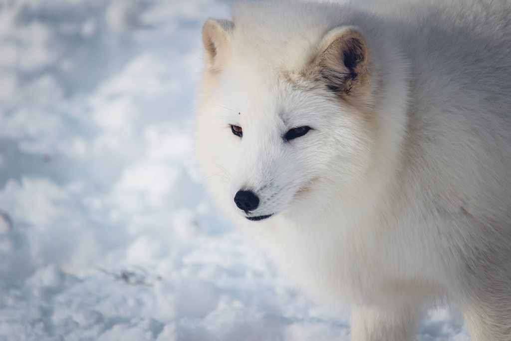 Wildlife in Iceland and sustainable tourism