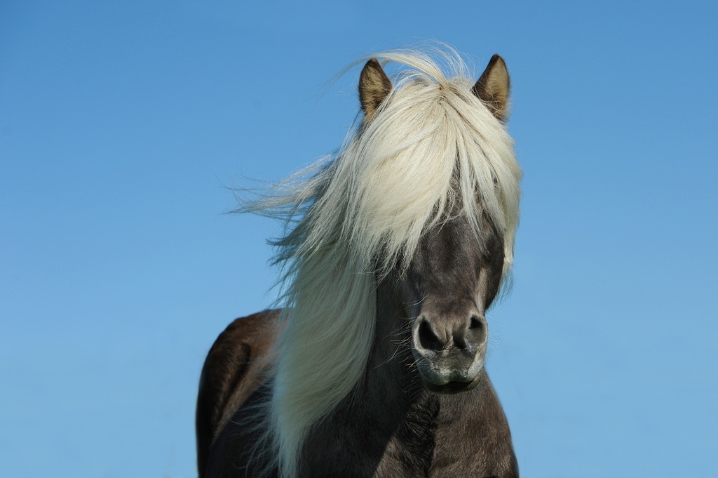 Wildlife in Iceland and sustainable tourism