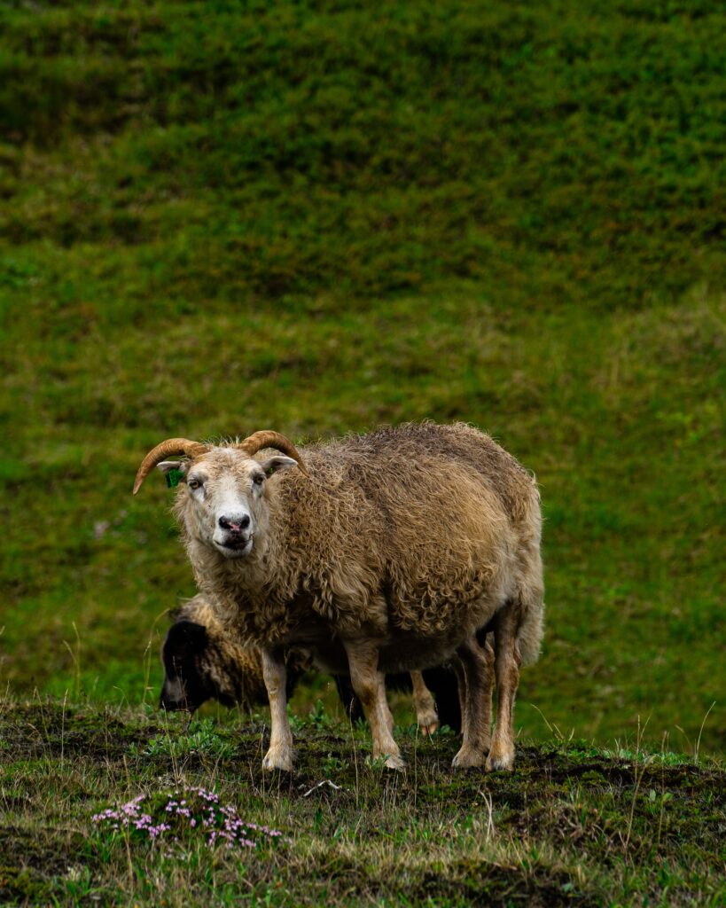 Wildlife in Iceland and sustainable tourism