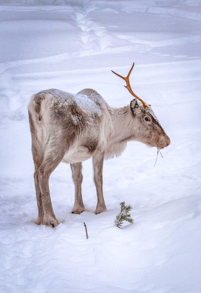 Wildlife in Iceland and sustainable tourism