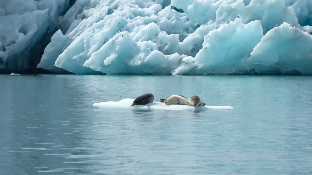 Wildlife in Iceland and sustainable tourism