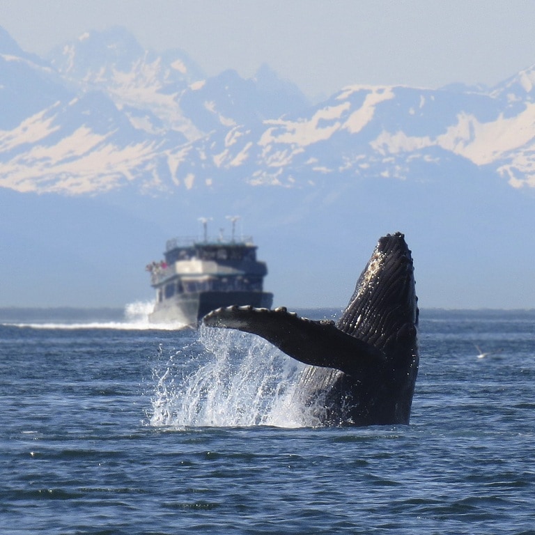 Wildlife in Iceland and sustainable tourism