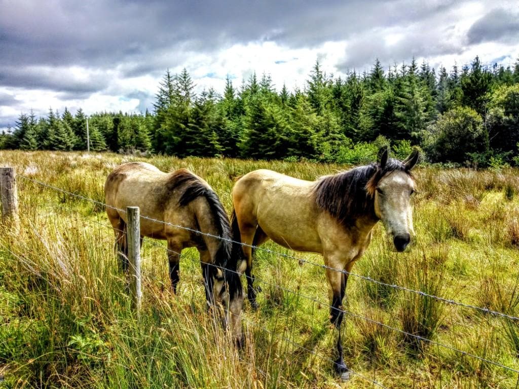 Irish ponies in the field