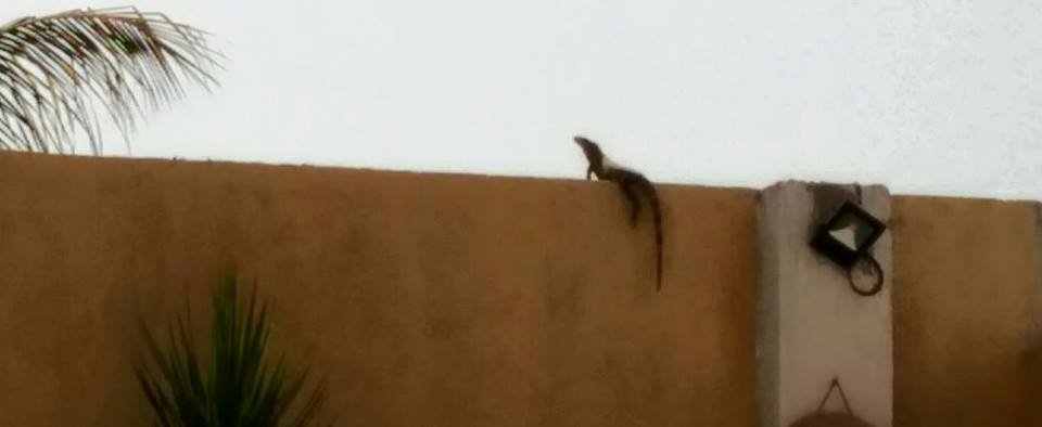lizard by the pool on top of a yellow wall