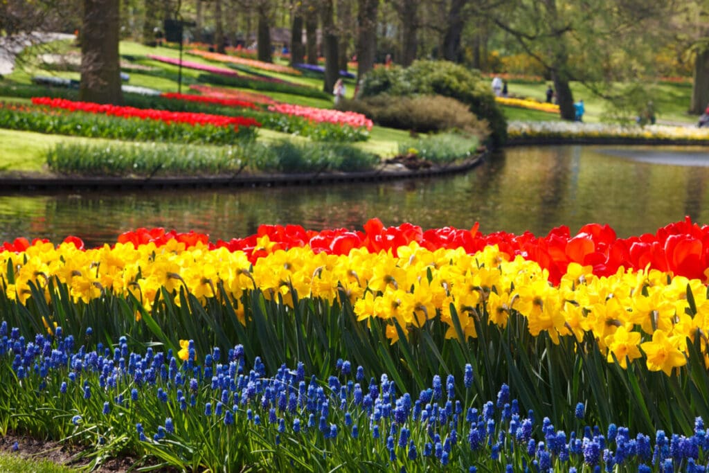 tulips, hyacinths, grape hyacinths and daffodils in Keukenhof gardens